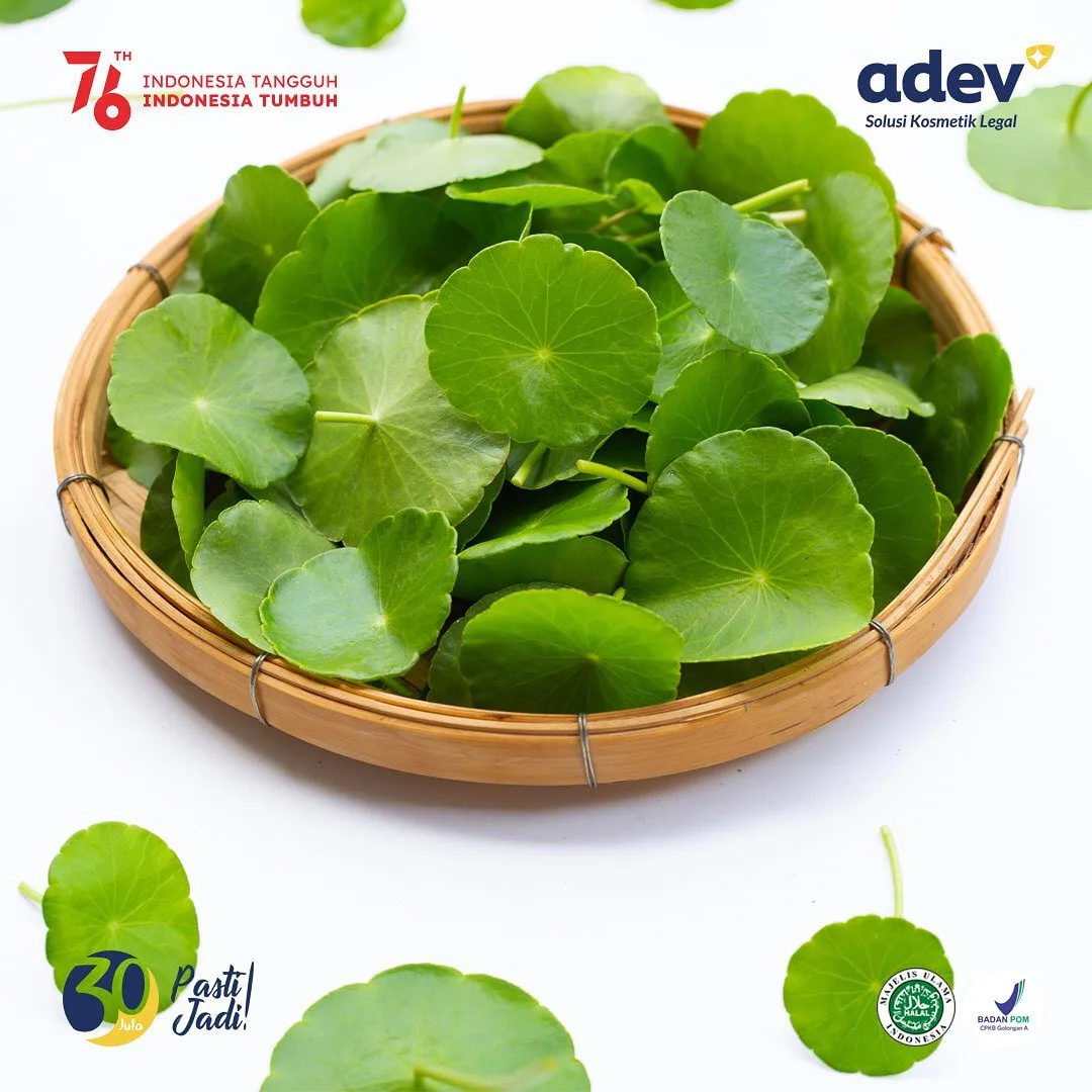 Daun Pegagan Centella asiatica